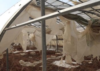 Көкөніске қарық бола алмадық!