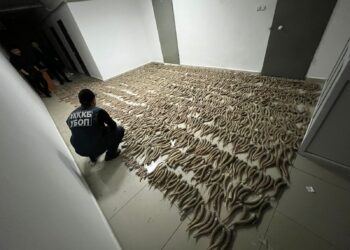 Қызылордалық полицейлер 2 мыңнан аса киік мүйізін тәркіледі