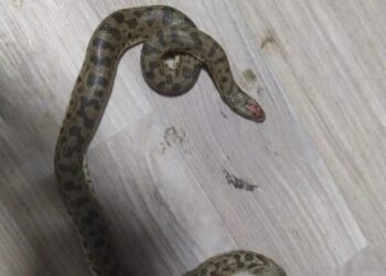 Тұрғынның үйінен екі басты жылан табылды