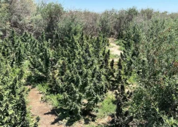 Қызылорда облысында ірі есірткі алқабы жойылды