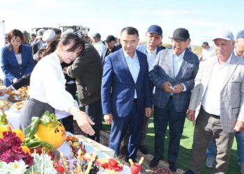 «Дала күні – 2025»: Қазалыда егінге алғашқы орақ түсті