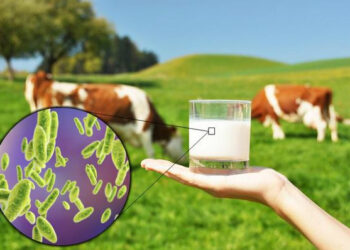 Бруцеллез аурушаңдығы төмендеді