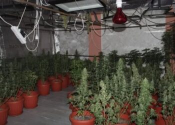 Қызылордада үй жағдайында есірткі өсірген 5 фитозертхана анықталды