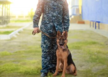 Кілтипанды табар кинолог қызметі