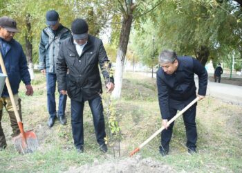 Қазалыда “Таза Қазақстан” акциясы аясында 1500 түп ағаш көшеттері егілду