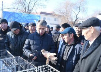 Қазалыда көгершіндер көрмесі өтті