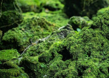 Тест: суреттен құсты 7 секундта табыңыз