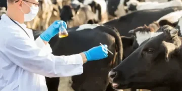 Сырдария ауданында эпизоотиялық ахуал тұрақты