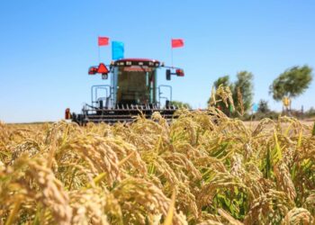 Жаңақорған ауданында егін мәселесі пысықталды