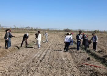 Жалағаш ауданында көктемгі ағаш отырғызу акциясы өтті