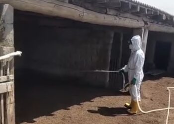 Шиелі ауданында көктемгі кенеге қарсы улау жұмыстары туралы