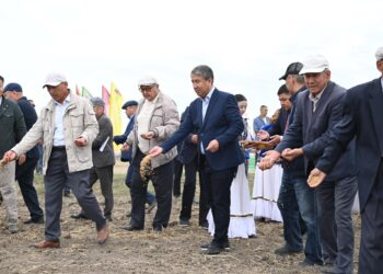 Қазалыда егіс даласына алғашқы дән себілді