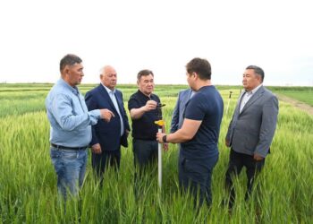 Облыс әкімі егіс алқабына барды