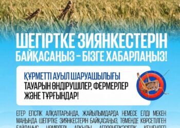 Аралда шегіртке зиянкестеріне қарсы химиялық өңдеу жұмыстары жүргізілуде