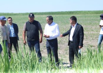 Сырдария ауданының әкімі «Шаған жер» ЖШС-нің егіс алқаптарын аралады
