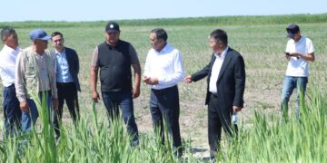Сырдария ауданының әкімі «Шаған жер» ЖШС-нің егіс алқаптарын аралады