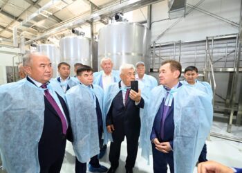 Аралда түйе сүтінен құрғақ ұнтақ шығаратын зауыт іске қосылды